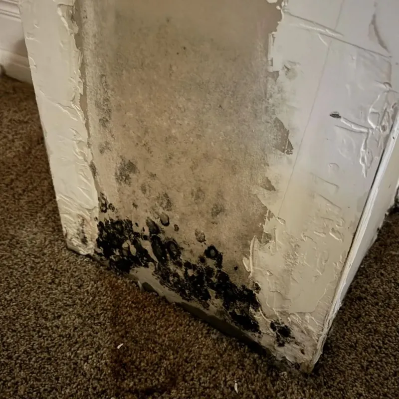 Professional Mold Removal in Somerville, TX